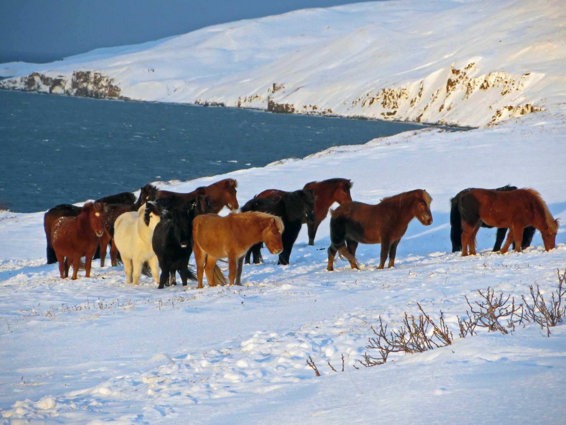 En gruppe islandshester